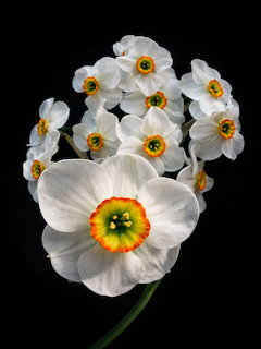 White daffodil flowers with yellow-orange centers on a black background