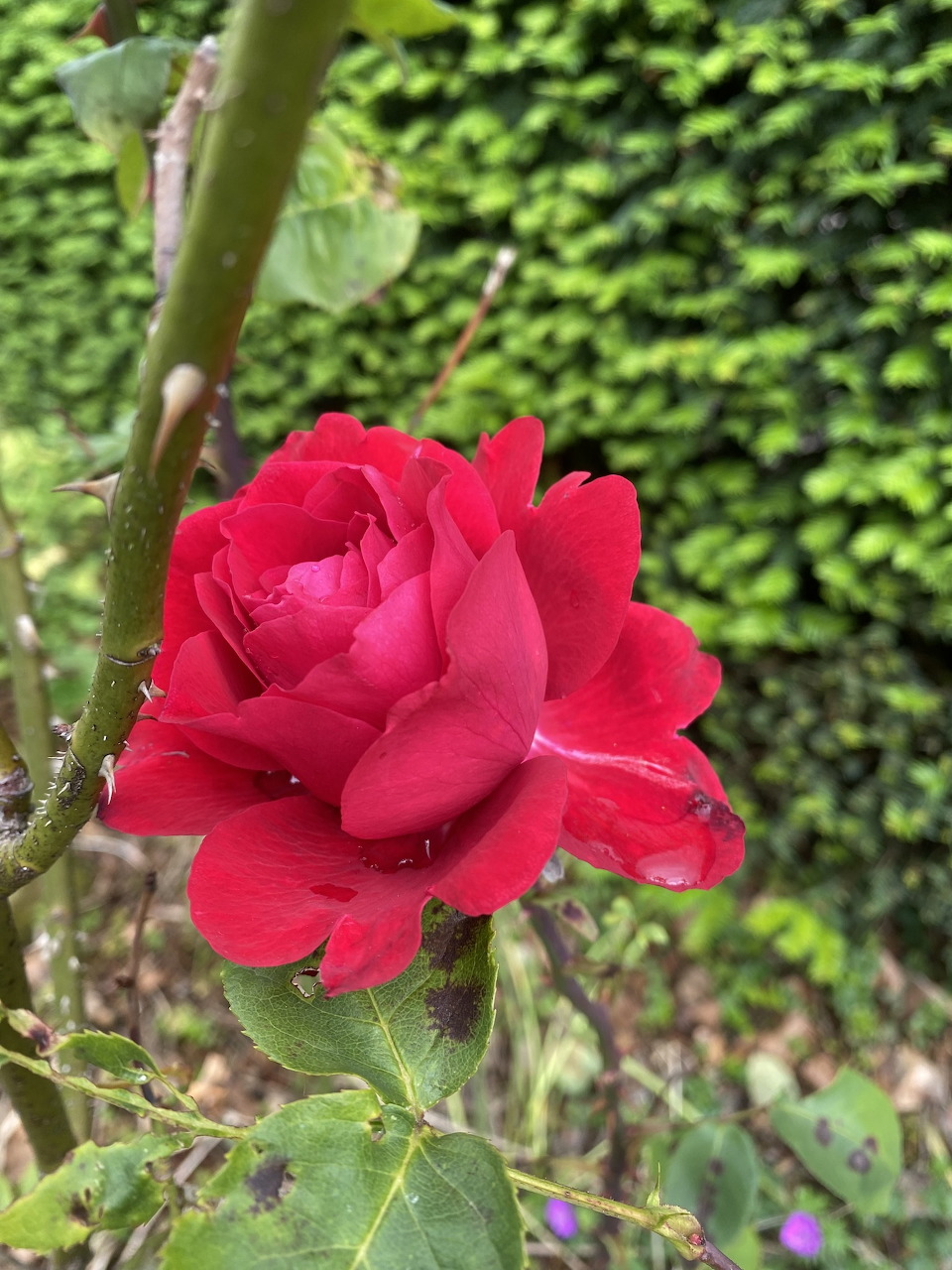 Red Rose Bloom