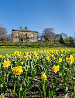 Stone museum building behind field of yellow daffodils under blue sky