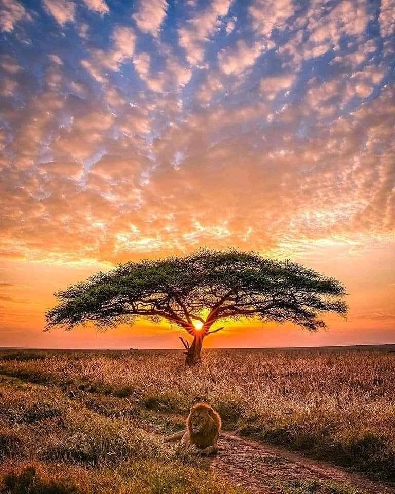 Lion resting under an acacia tree on the African savanna at sunset with a colorful sky