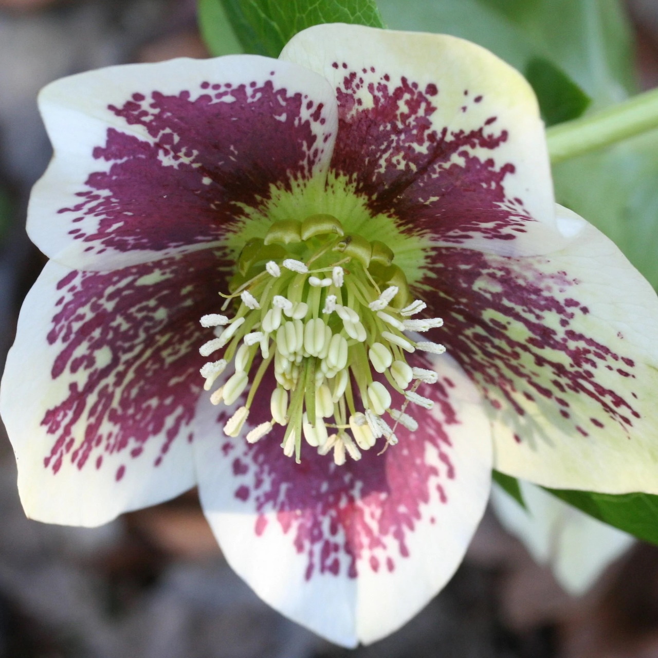 White hellebore flower with purple speckled petals and yellow center stamens