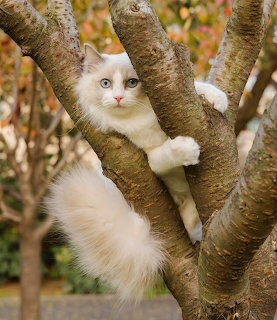 White Fluffy Cat in Tree