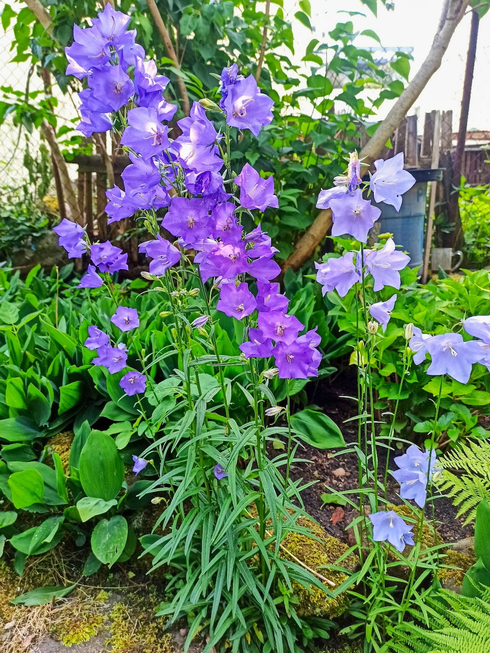 Purple bell flowers growing tall among green leaves in a garden
