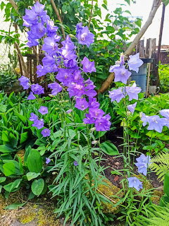 Purple Bell Flowers Garden