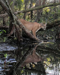 Deer in Swamp