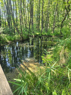 Wetland Forest Pond