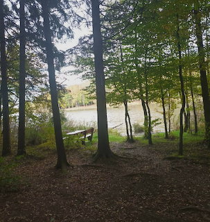 Lake view through forest trees with green foliage and natural lighting