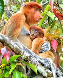 Mother monkey holding her baby on a tree branch among tropical leaves