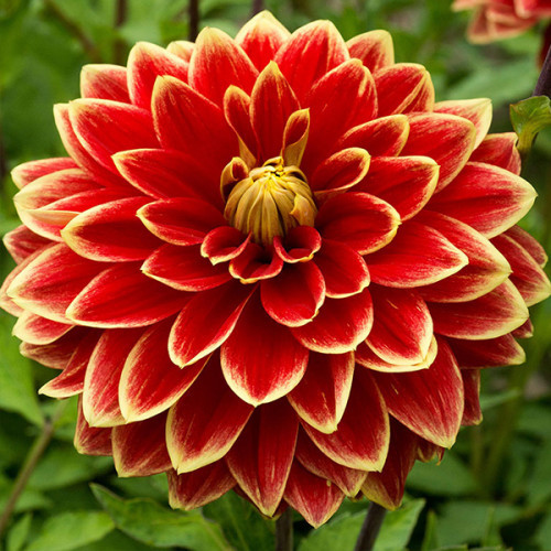 Close-up of a red dahlia flower with yellow-edged petals in full bloom