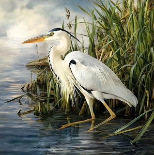 Heron in the Reeds