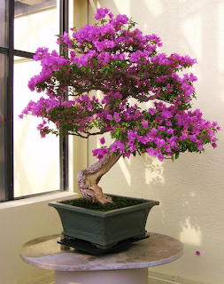 Bougainvillea Bonsai Tree