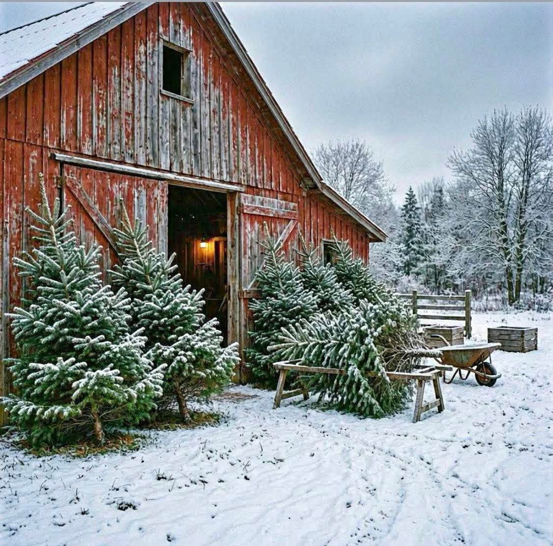 Snowy Christmas trees beside a rustic red barn in a winter farm scene