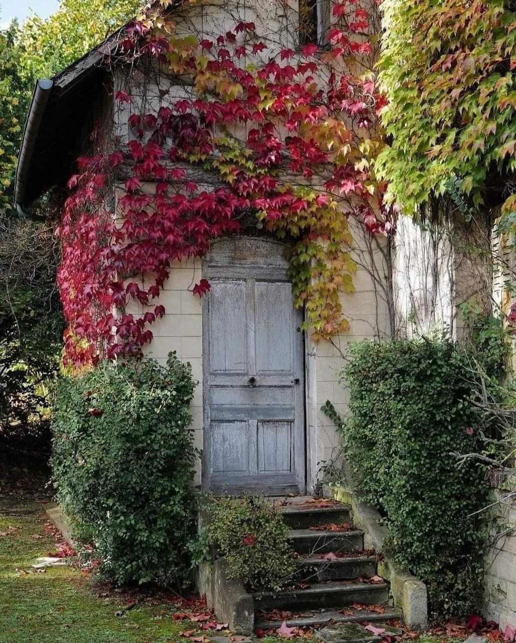 Old blue door with red ivy climbing stone arch and green topiaries flanking entrance steps