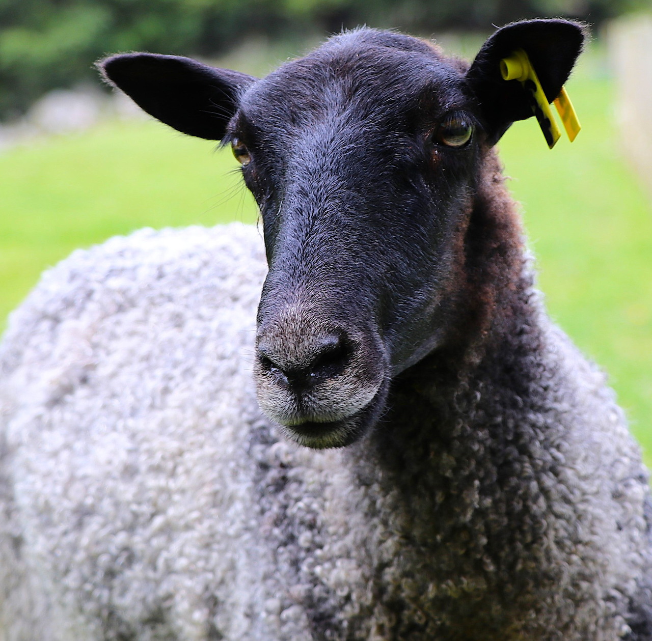 Close-up of a black-faced Gotland sheep with curly gray wool in a grassy field