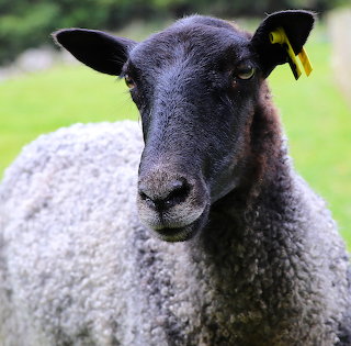Greta the Swedish Gotland Sheep