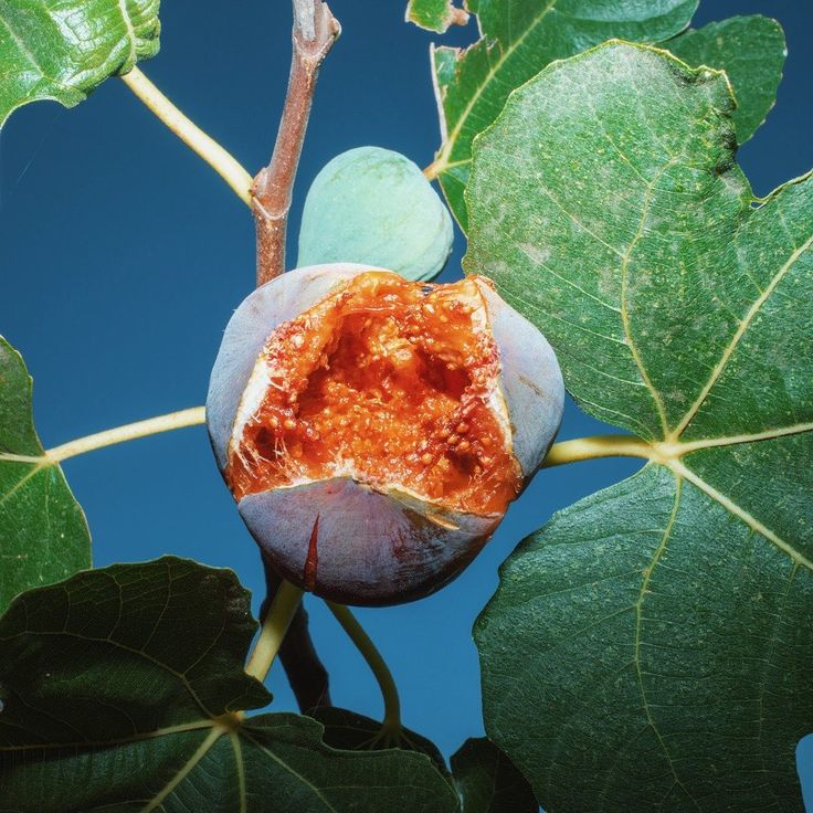 Close-up of a ripe fig on a branch with green leaves and blue sky background
