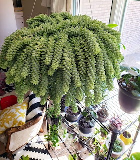 Hanging Succulent Plant