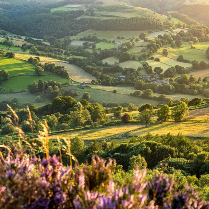 Sunlit countryside hills with patchwork fields, trees, and purple wildflowers in the foreground