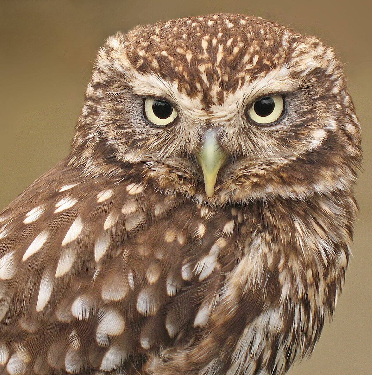 Front-Facing Owl