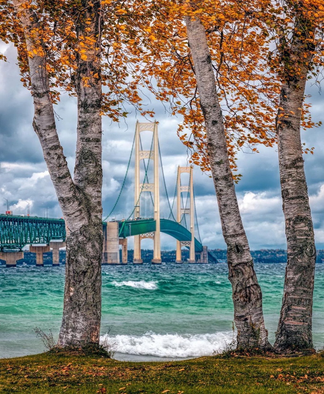 Mackinac Bridge viewed through birch trees with orange fall leaves along shoreline
