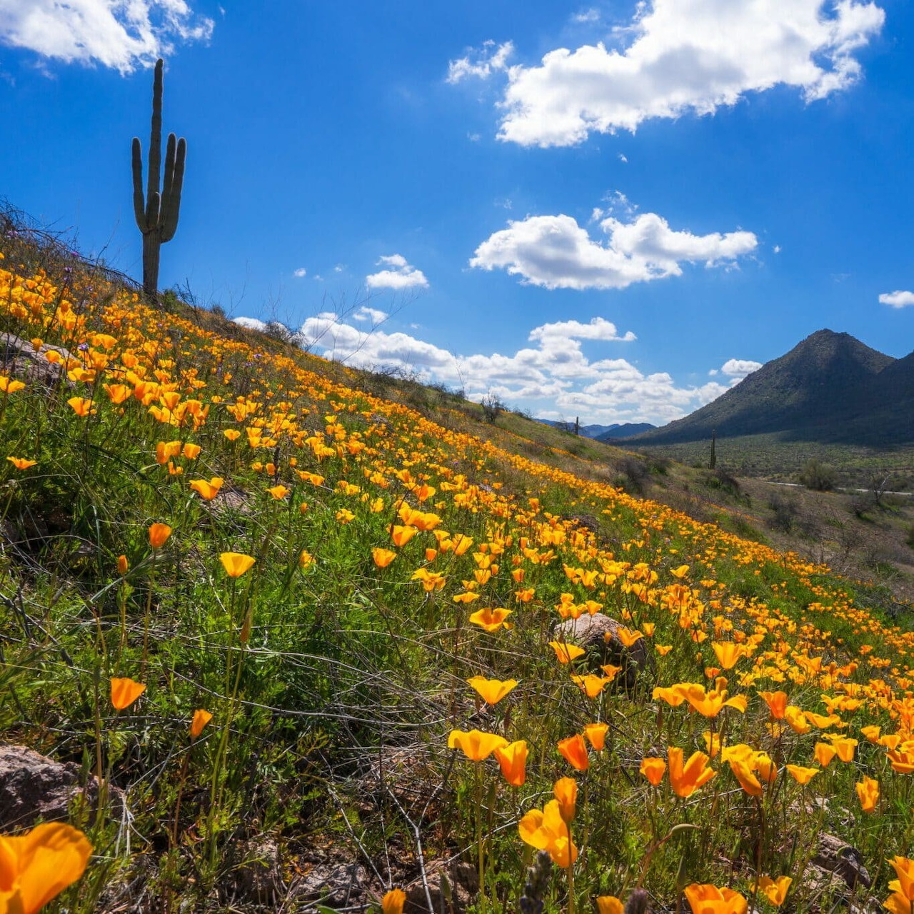 California Poppies Desert Landscape