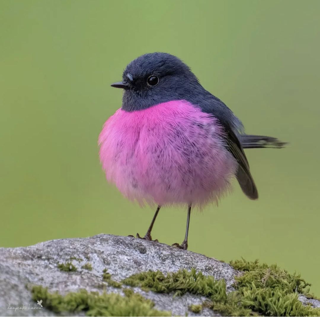 Pink robin bird with fluffy pink breast and dark head standing on moss-covered branch