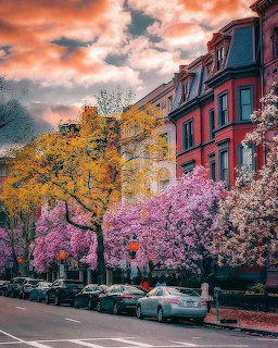 City street lined with colorful bloming trees in front of brownstone buildings under a dramatic sky