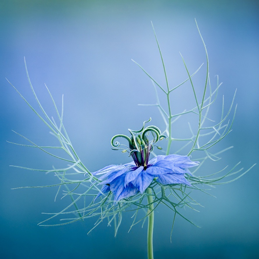Nigella Flower