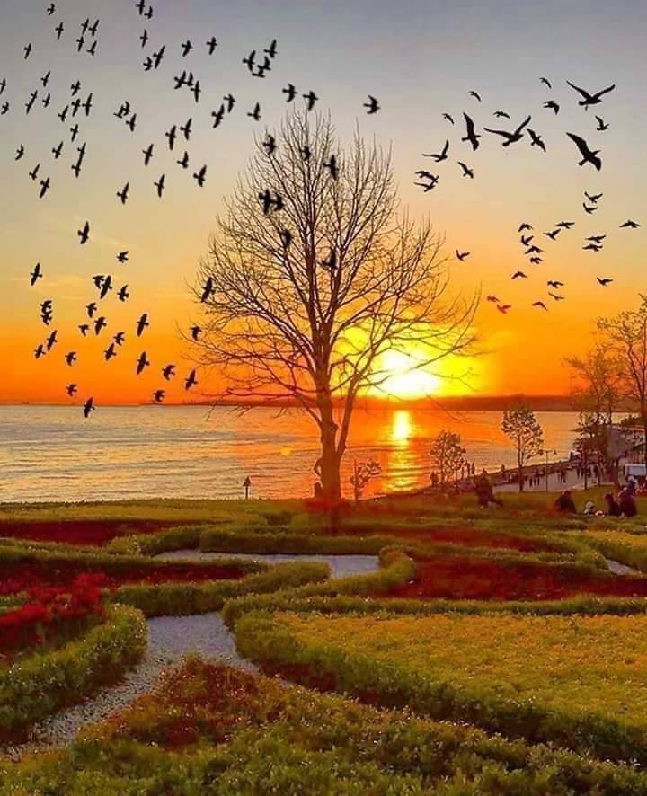 Leafless tree by a lake at sunset with many birds flying above and garden hedges in front