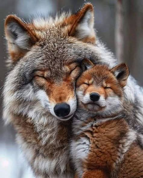 Adult wolf cuddling a sleeping wolf pup in a close-up portrait