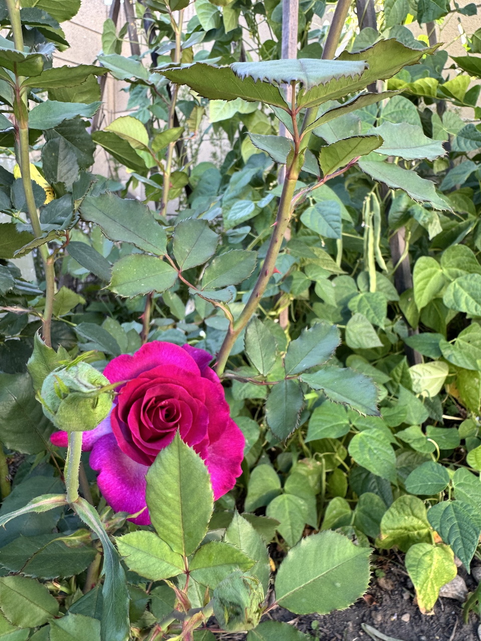 A single deep red rose in bloom among green rose bush leaves and stems in a garden