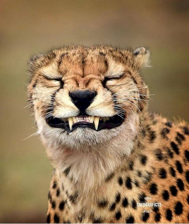 Close-up of a cheetah with closed eyes and visible teeth in a grinning expression