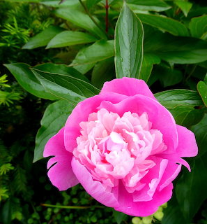 Close-up of a bright pink peony flower with green leaves