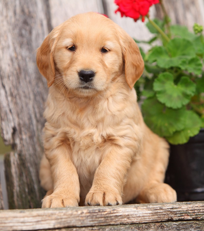 Golden Retriever Puppy