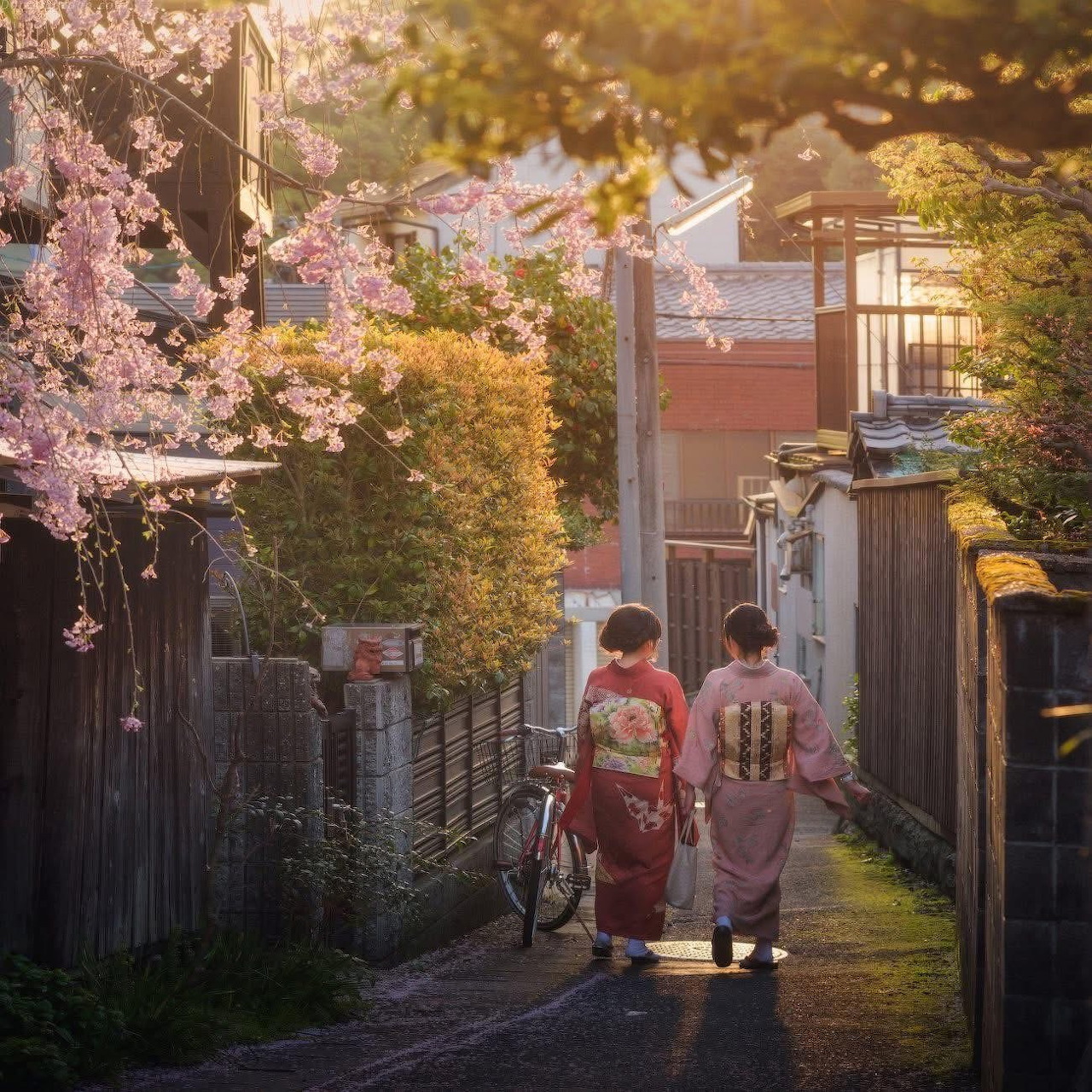 Two women in kimono walking street with cherry blossoms in Kyoto