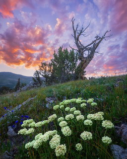 Twisted dead tree on a green hillside with white wildflowers under a colorful sunset sky