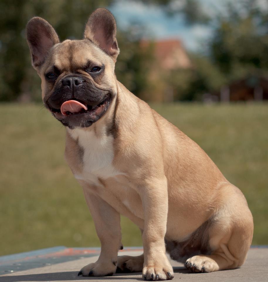Fawn French Bulldog Portrait