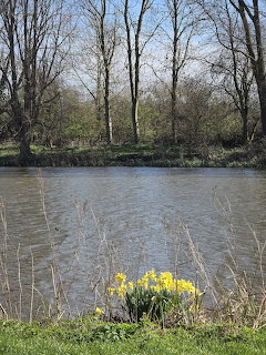 Yellow daffodils growing beside a calm lake with bare trees in the background on a sunny spring day