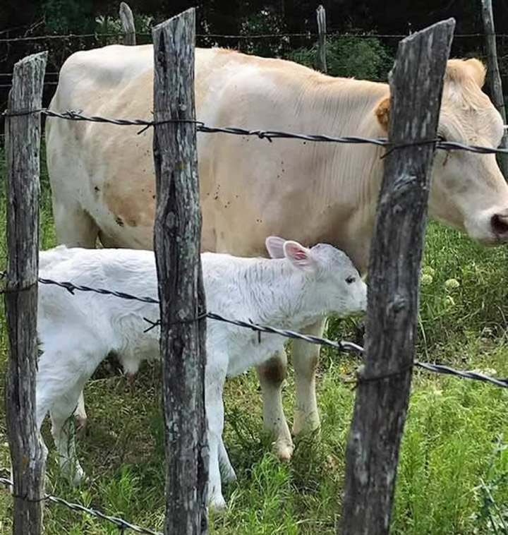White calf and adult cow behind wooden fence in green pasture