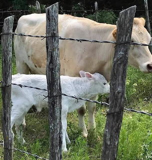 Cow and Calf