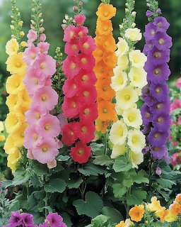 Colorful hollyhock flowers in pink, red, orange, yellow, and purple growing tall in a garden