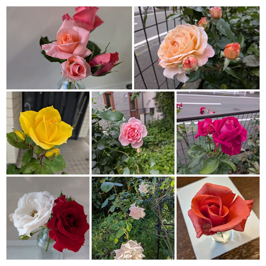 Nine-photo collage of colorful roses in a garden, including pink, yellow, white, red, and peach blooms