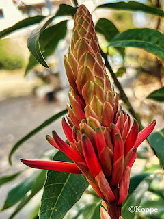 Red aloe flower bud with layered petals surrounded by green leaves in a garden