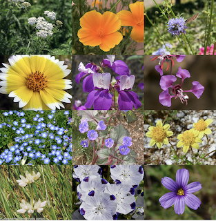 Twelve-photo collage of various California wildflowers including orange poppies, yellow daisies, and purple lupines