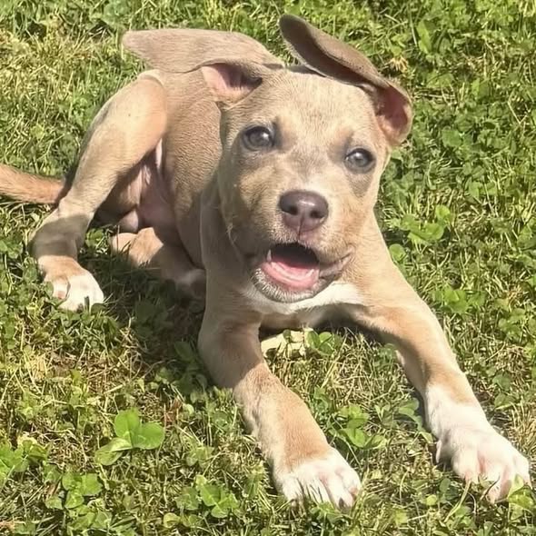 Tan pit bull puppy lying on green grass with mouth open and floppy ears