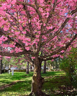 Pink cherry blossom tree in full bloom on a green lawn in a sunny park