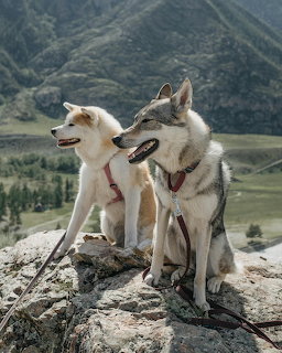 Two huskies on a rock overlooking a mountain valley