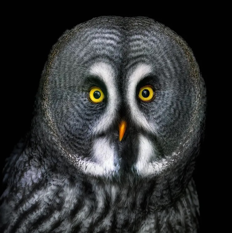 Close-up of a great grey owl face with bright yellow eyes and orange beak on black background