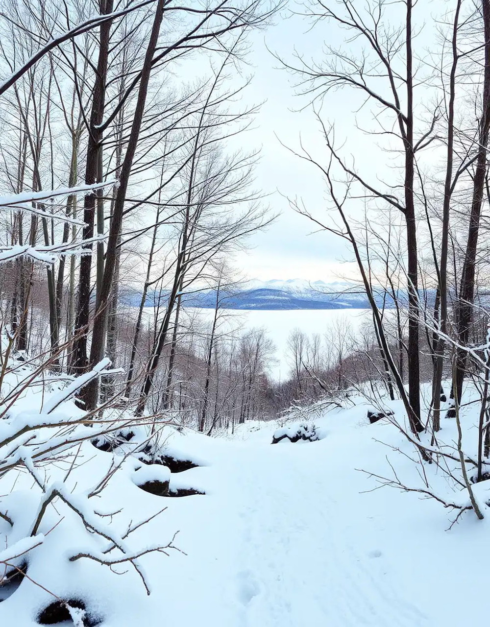 Winter Forest Lake View