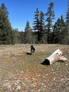 German Shepherd dog standing in a sunny forest clearing with wildflowers and pine trees